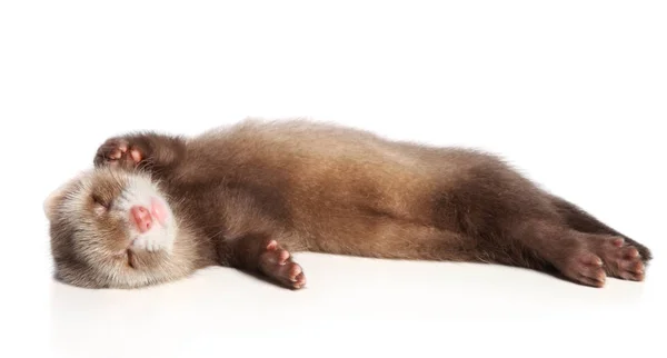 Charming Ferret Tidur Manis Latar Belakang Putih Tema Hewan — Stok Foto