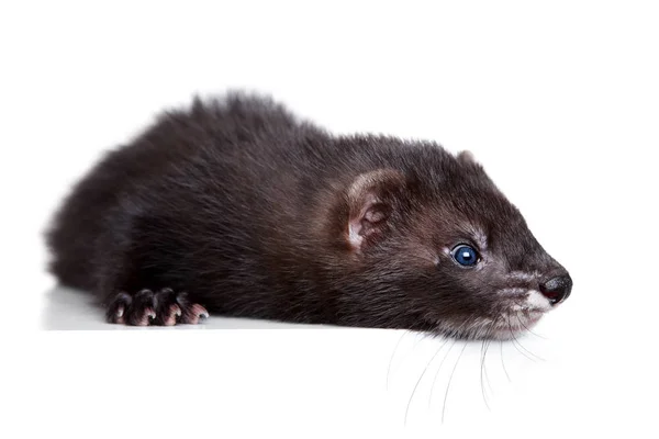 Ferret Puppy Liggend Witte Achtergrond Baby Dier Thema — Stockfoto