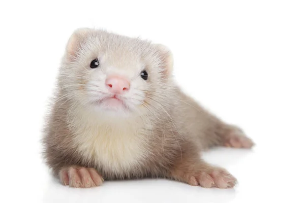 Polecat Cucciolo Posa Davanti Sfondo Bianco — Foto Stock