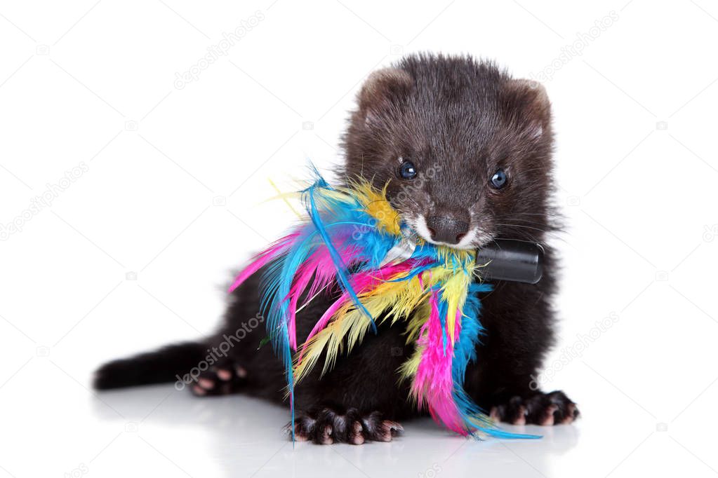 Ferret puppy playing with colored feathers on a white background