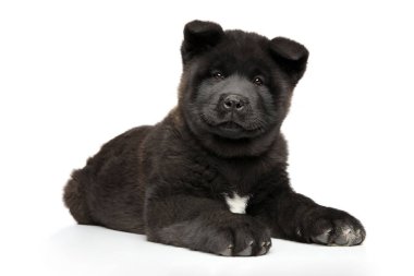 Beyaz arka plan üzerinde yalan Amerikan akita köpek yavrusu. Animal Temalar