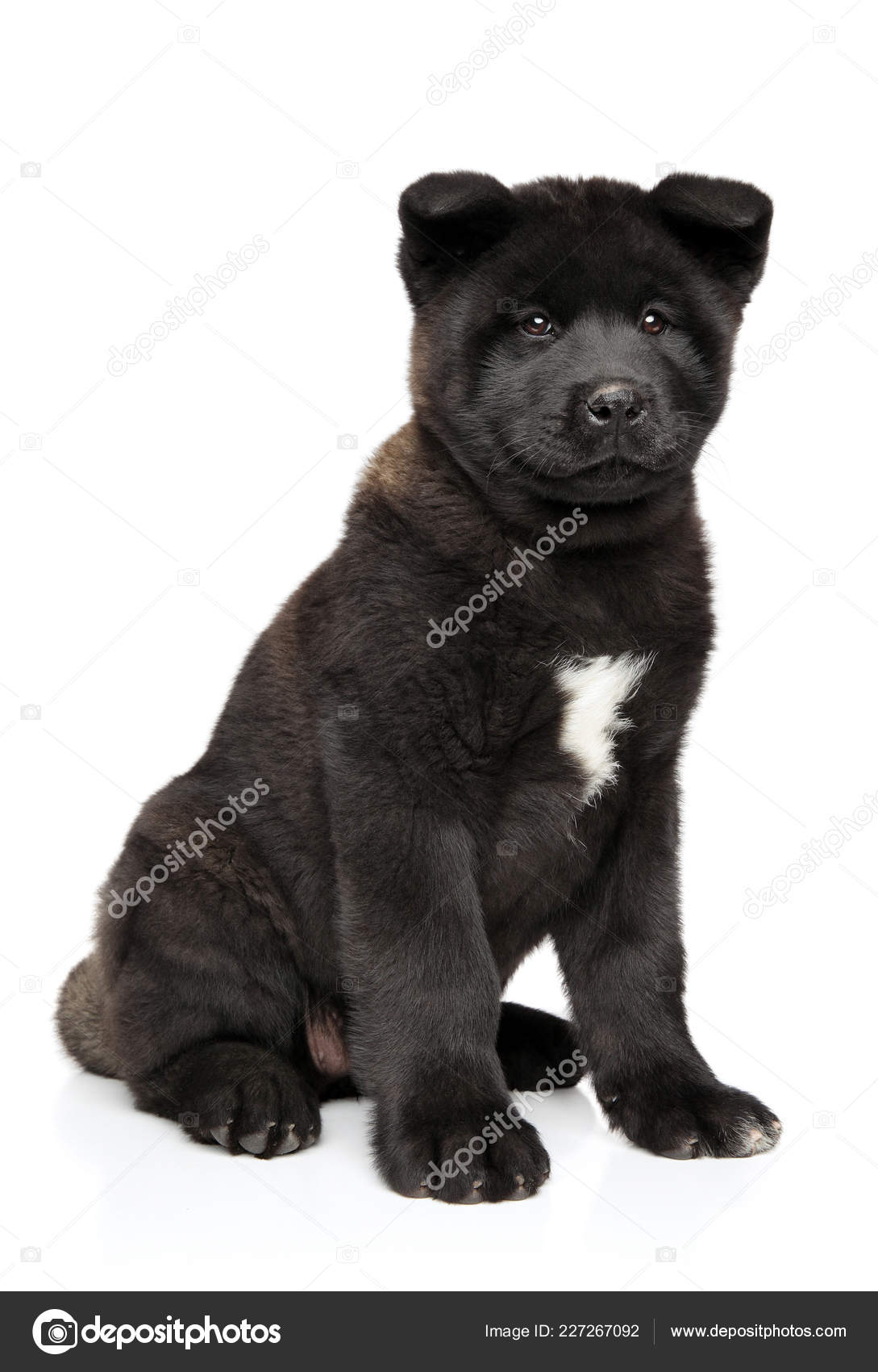 all black akita puppy