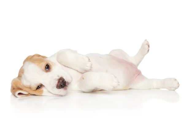 Beagle Puppy Resting White Background — Stock Photo, Image