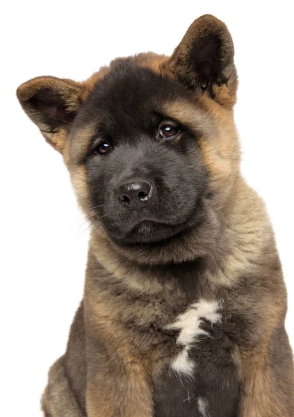 Retrato Close Filhote Cachorro Akita Americano Jovem Isolado Fundo Branco — Fotografia de Stock