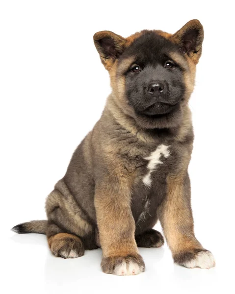 Portrait Young American Akita Puppy Sits White Background — Stock Photo, Image