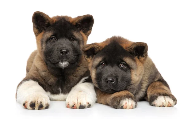 Two American Akita Puppies Lie White Background Animal Themes — Stock Photo, Image