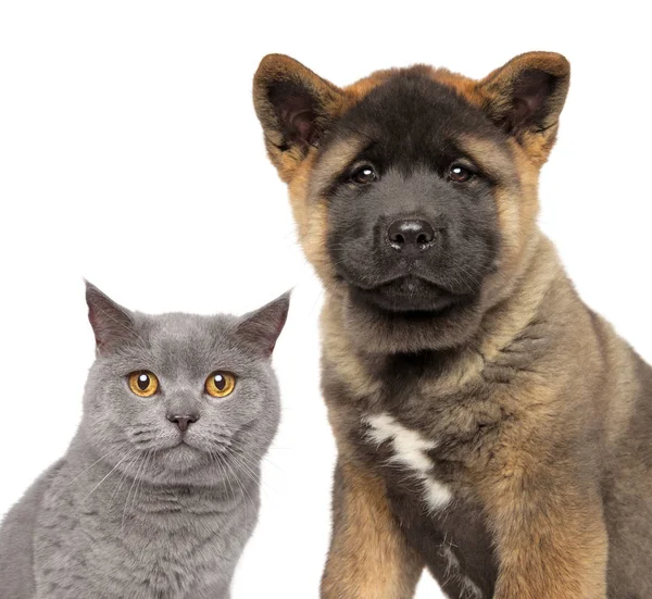 Katze Und Hund Zusammen Isoliert Auf Weißem Hintergrund Vorderansicht Tierthema — Stockfoto