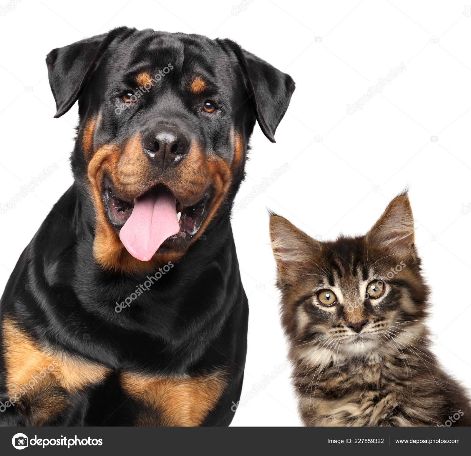 Cat Dog Portrait Strong Rottweiler Maine Coon Kitten White