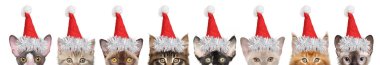 Yavru kedi yarı-Santa kırmızı şapkalı, önden görünüm yüz büyük bir grup. Beyaz arka plan üzerinde izole. Noel hayvan Tema