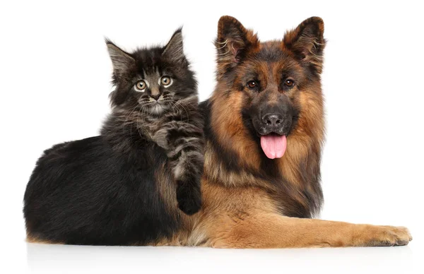 Gatto Con Cane Insieme Gattino Del Maine Coon Posa Cavalcando — Foto Stock