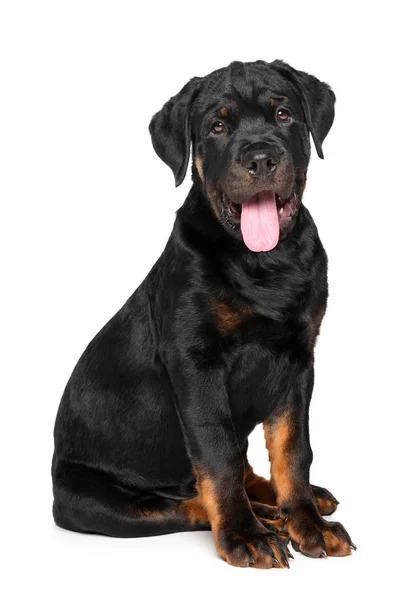 Retrato Cão Jovem Rottweiler Fundo Branco Temas Animais — Fotografia de Stock
