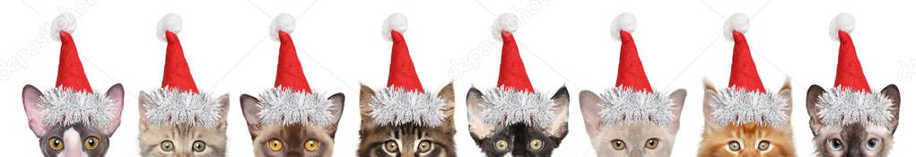 Large group of kitten half-face in Santa red hats, front view. isolated on white background. Christmas animals theme