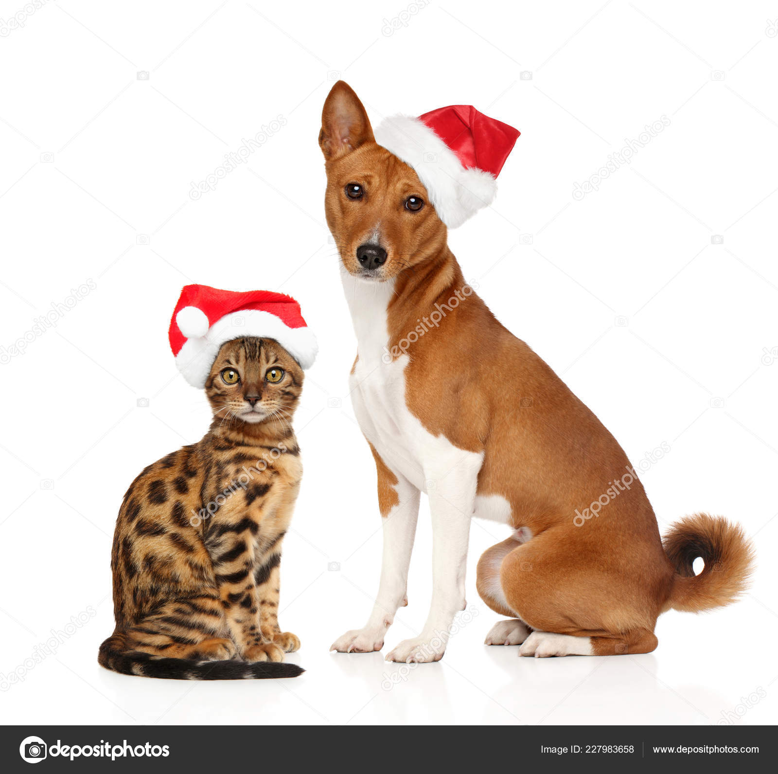 50,000+ Christmas Dog Pictures | Download Free Images on Unsplash, image size:1600x1591