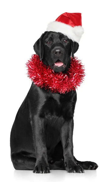 Happy Dog Black Labrador Gorra Roja Santa Con Una Guirnalda —  Fotos de Stock