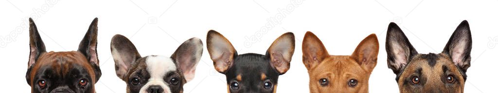 Large group of dog puppies half-face, front view. Isolated on white background. Baby animal theme