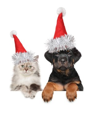 En iyi dostlar. Köpek ve kedi beyaz arka plan üzerinde izole afiş yukarıda Santa kırmızı şapkalı