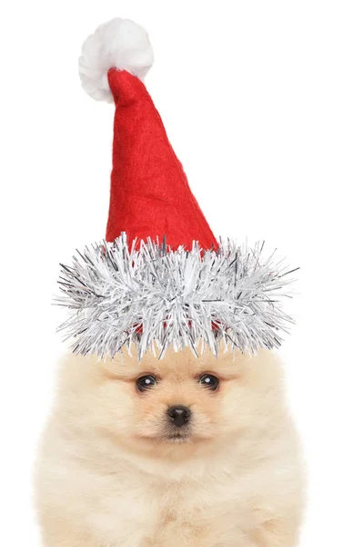 Rolig Spitz Valp Santa Hatt Vit Bakgrund Djur Jultema — Stockfoto