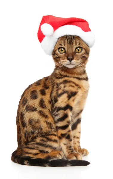 Γάτα Της Βεγγάλης Στην Καπέλο Santa Κόκκινο Λευκό Φόντο Χριστουγεννιάτικα — Φωτογραφία Αρχείου