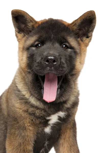 Retrato de cachorro americano feliz Akita — Foto de Stock