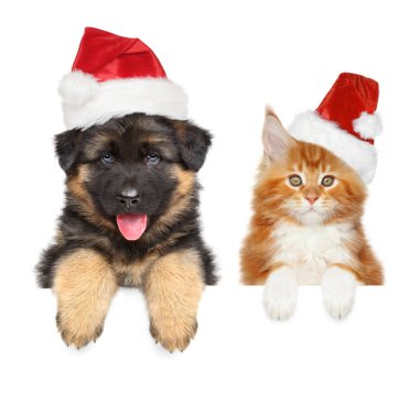 Mutlu çoban köpeği köpek yavrusu ve Santa kırmızı şapka, afiş, beyaz arka plan üzerinde izole yukarıda de Maine coon kedi. Noel hayvan Tema