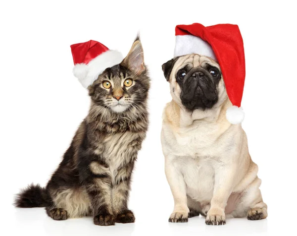 Pug Dog Maine Coon Gatito Sombreros Rojos Santa Sobre Fondo — Foto de Stock