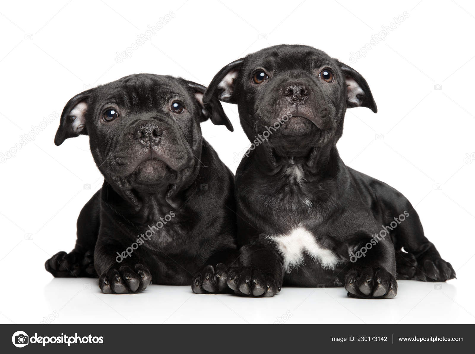 American Staffordshire Terrier Puppies White Background Baby Animal Theme Stock Photo C Fotojagodka 230173142