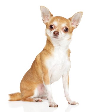 Beyaz arka plan üzerinde genç bir Chihuahua köpek portresi. Animal Temalar
