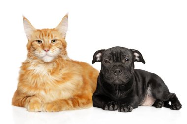 Maine Coon ve Amerikan Staffordshire Terrier köpek yavrusu birlikte beyaz bir arka plan üzerinde yalan