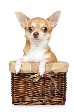 Beyaz bir arka plan üzerinde hasır sepet içinde genç bir Chihuahua köpek yavrusu portresi