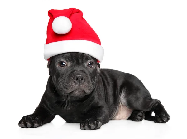 American Staffordshire Terrier Santa Röd Hatt Vit Bakgrund Djur Jultema — Stockfoto