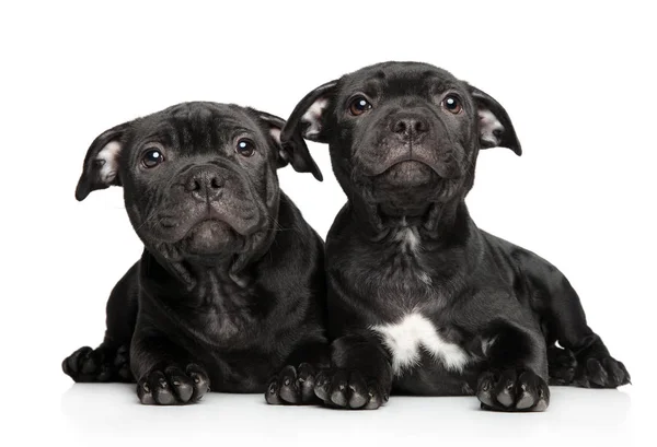 Amerikaanse Staffordshireterriër Pups Witte Achtergrond Baby Dier Thema — Stockfoto