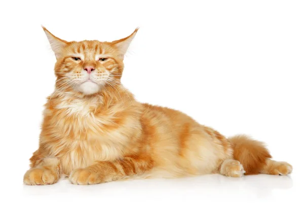 Important Maine Coon Lies White Background Animal Themes — Stock Photo, Image