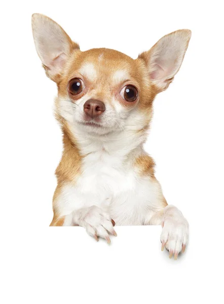 Chihuahua Hund Über Banner Isoliert Auf Weißem Hintergrund Tierthemen — Stockfoto