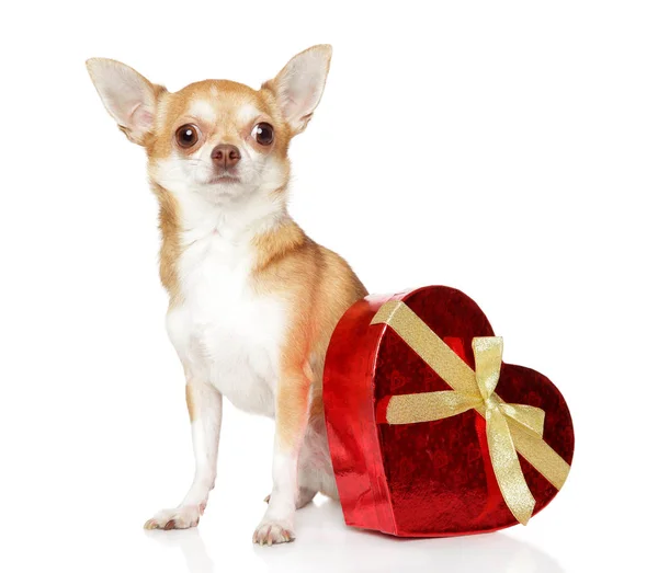 Köpek Yavrusu Köpek Chihuahua Beyaz Zemin Üzerine Kırmızı Sevgililer Kalp — Stok fotoğraf