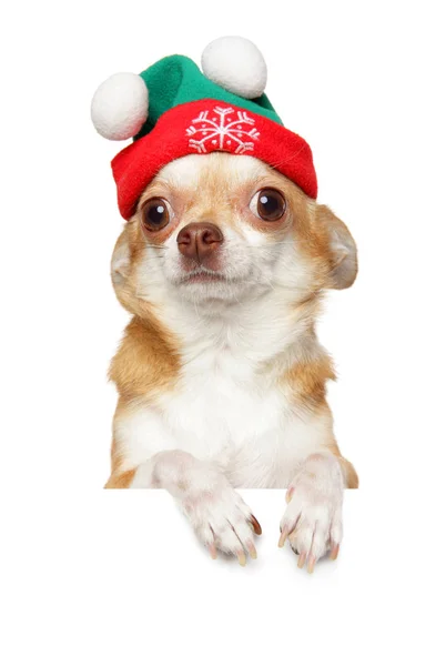 Chihuahua Valp Vinter Hatt Ovan Banner Isolerad Vit Bakgrund Baby — Stockfoto