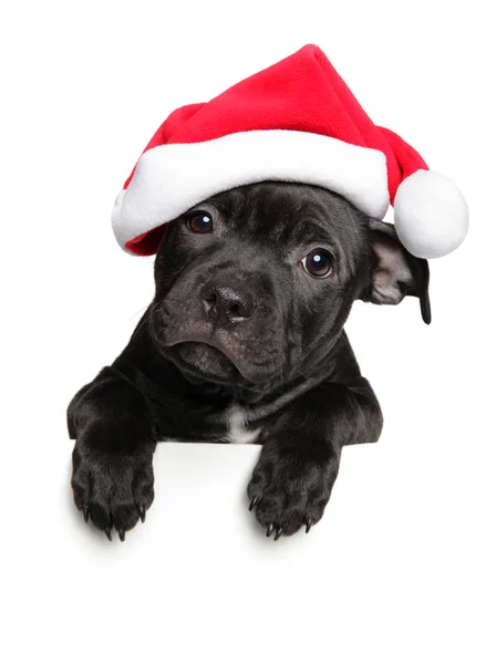 バナー 白い背景で隔離の上の赤いサンタ帽子 Staffordshire アメリカのテリアの子犬 クリスマス動物テーマ — ストック写真
