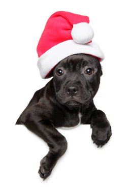 Noel şapka Staffordshire Terrier köpek yavrusu