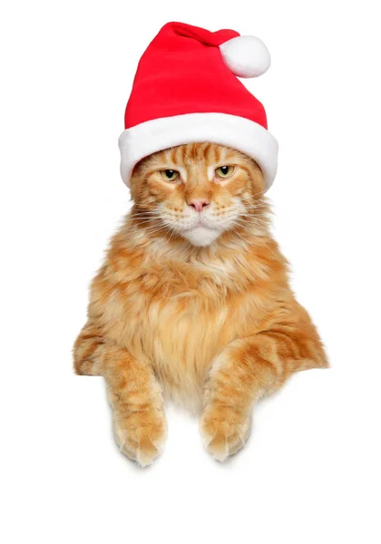 Maine Coon Φορώντας Καπέλο Santa Κόκκινο Παραπάνω Banner Απομονώνονται Λευκό — Φωτογραφία Αρχείου