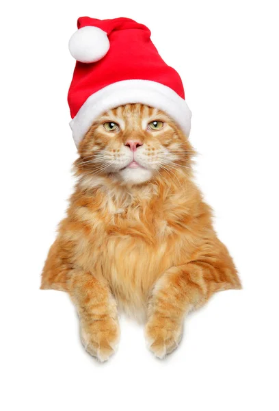 Maine Coon Boven Banner Geïsoleerd Een Witte Achtergrond Dragen Kerstmuts — Stockfoto