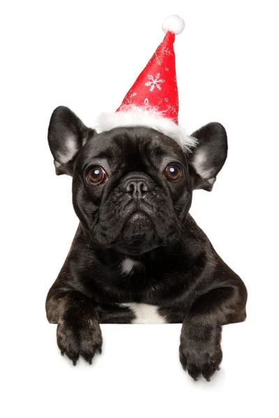 Französische Bulldogge Welpe Über Banner Isoliert Auf Weißem Hintergrund Weihnachten — Stockfoto