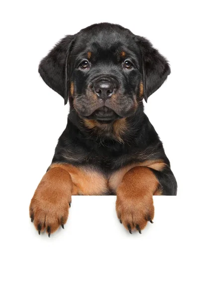 Rottweiler Kutya Kölyök Felett Banner Elszigetelt Fehér Background Állat Téma — Stock Fotó