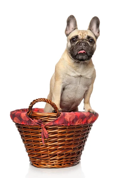 Portrait Young French Bulldog Wicker Basket White Background — Stock Photo, Image