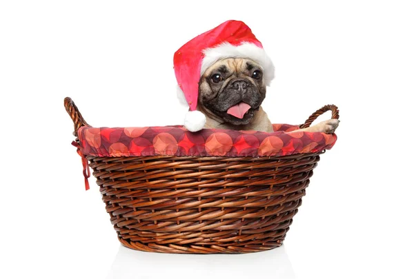 Happy French Bulldog Usando Chapéu Vermelho Papai Noel Cesta Vime — Fotografia de Stock