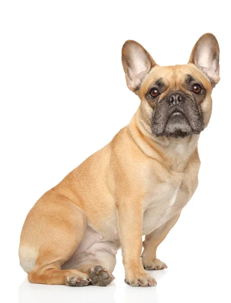 Adorable Bulldog Francés Sentado Sobre Fondo Blanco Temas Animales —  Fotos de Stock
