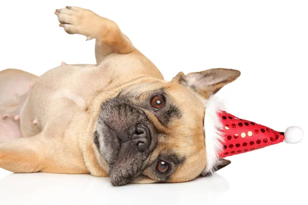 Bulldog Francés Gorra Santa Descansando Sobre Fondo Blanco Tema Animales —  Fotos de Stock