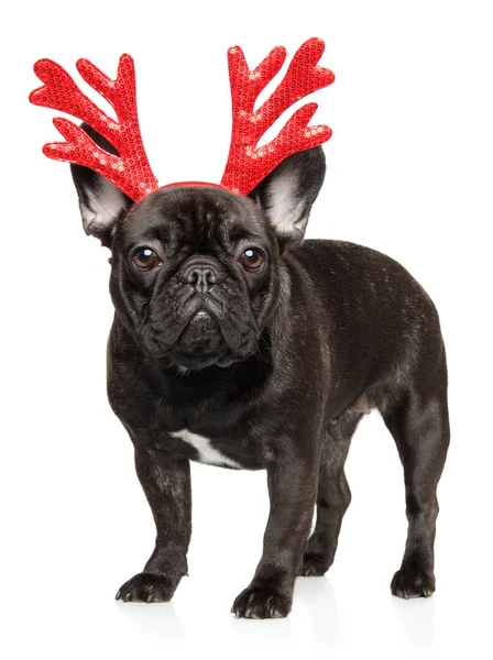 French Bulldog Puppy Red Carnival Antlers Christmas Deer White Background — Stock Photo, Image
