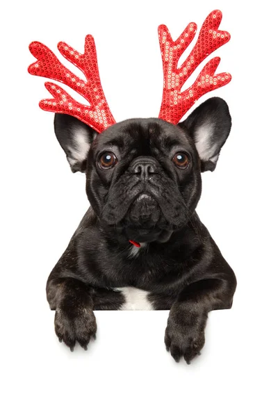 Cachorro Bulldog Francês Com Chifres Carnaval Vermelho Cervo Natal Acima — Fotografia de Stock