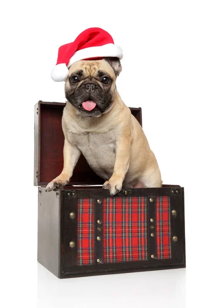 法国斗牛犬在胸部 并穿着圣诞老人的帽子在白色的背景 圣诞动物主题 — 图库照片