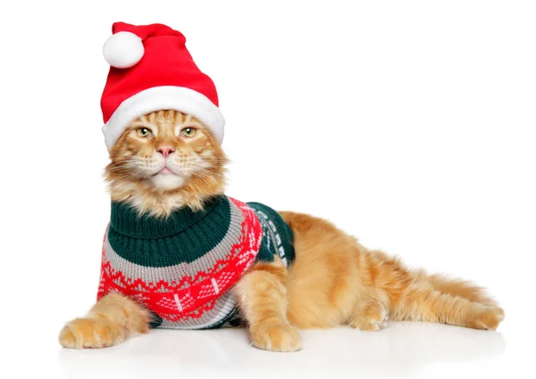 Grande Gatto Rosso Maine Coon Abiti Babbo Natale Cappello Rosso Immagine Stock
