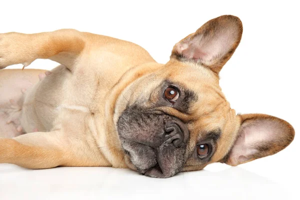 Bulldog Francés Descansando Sobre Fondo Blanco Temas Animales — Foto de Stock